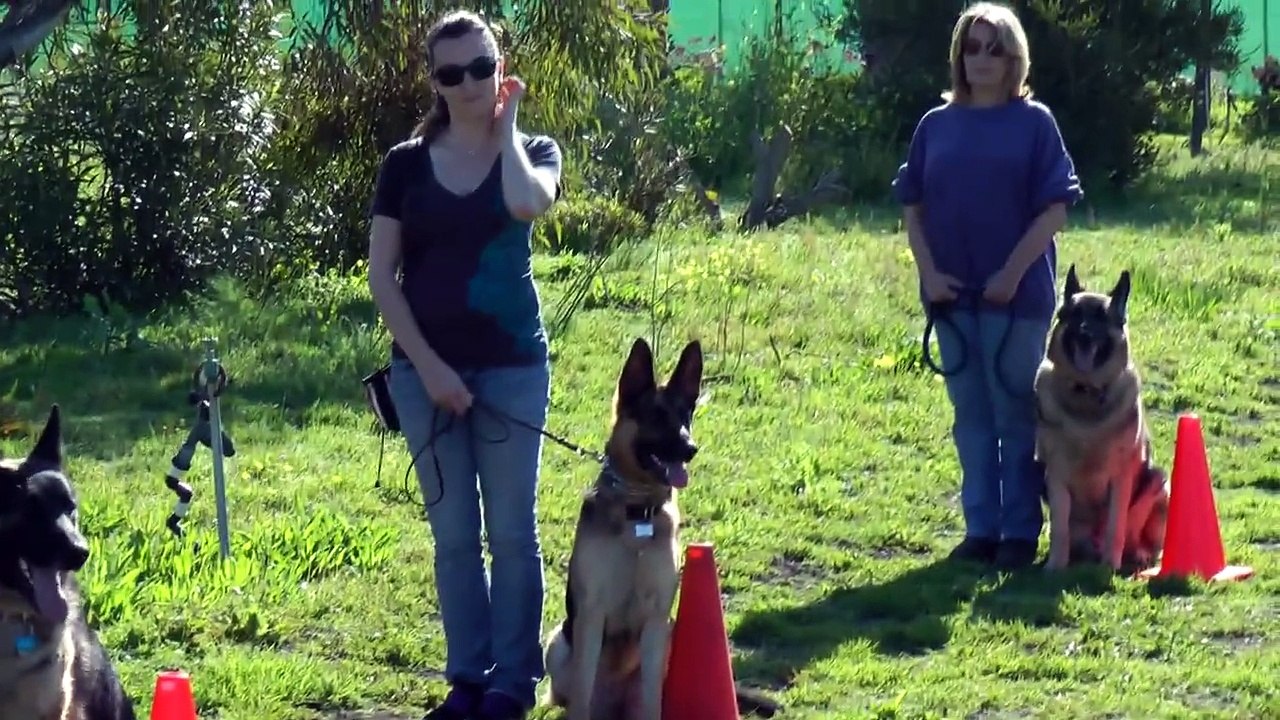 A Day In The Life Of A German Shepherd