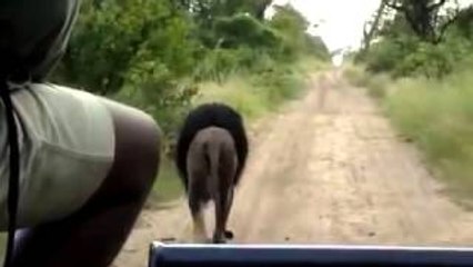 ▶ Lion attack Driving Behind Biggest Lion Ever life