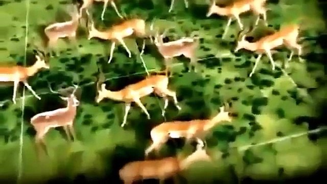 Animals Attack | Animal Planet 2015 | Wildlife Documentary | National Geographic Animals #