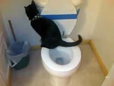 My toilet trained American Bombay cat!