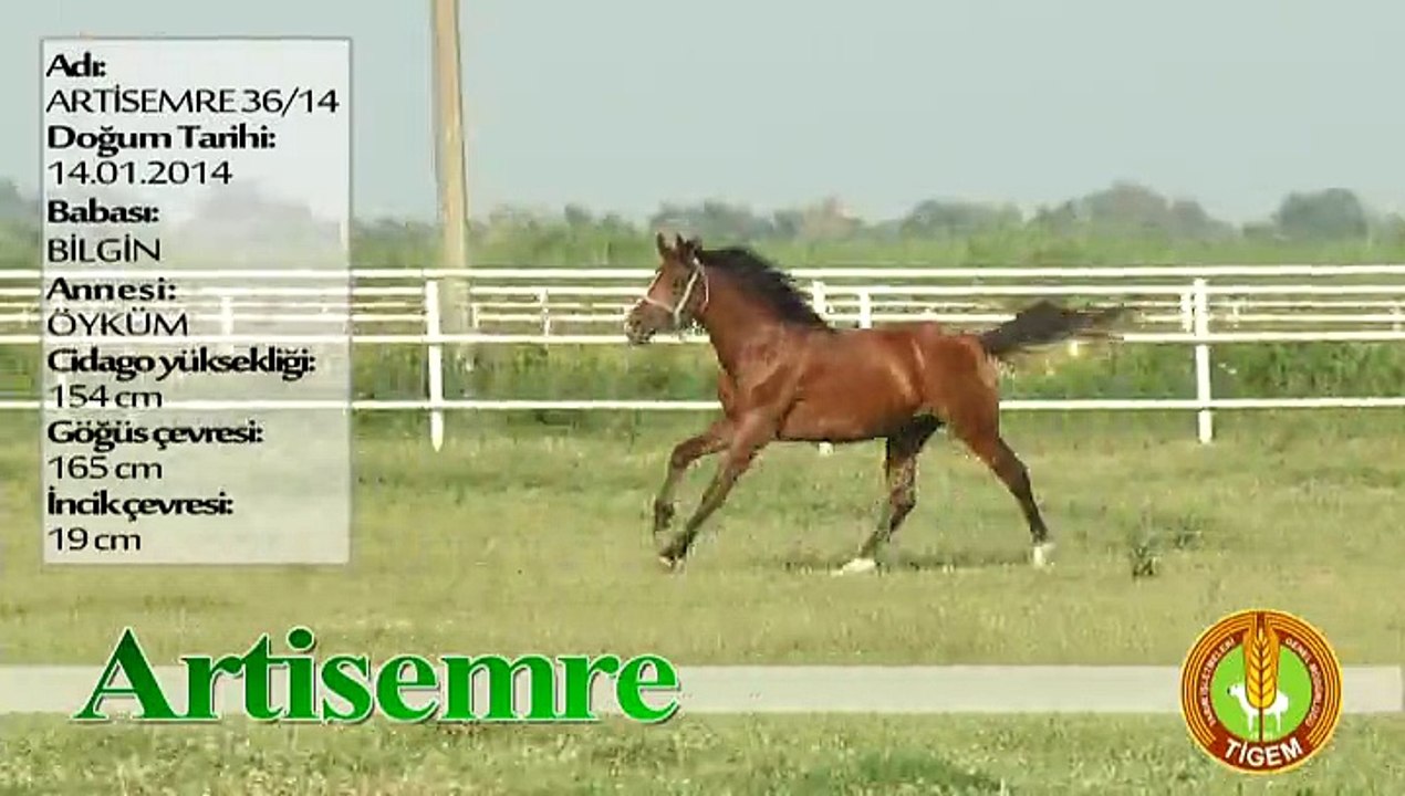 ARTİSEMRE
