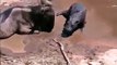 Natural Wild Life Wildebeest and baby hippo Tanzania from Travel Kenya Travel