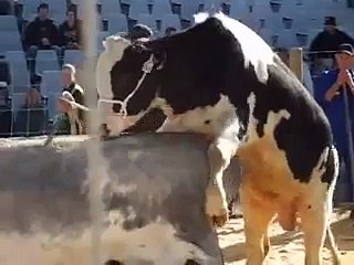 Bull Mounting On Special Semen Collector Close Up