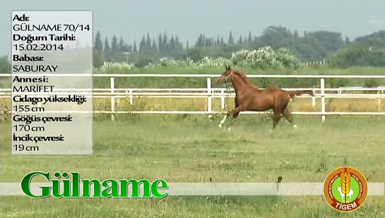 GÜLNAME