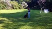 Obedience & Protection Session with Female German Shepherd 