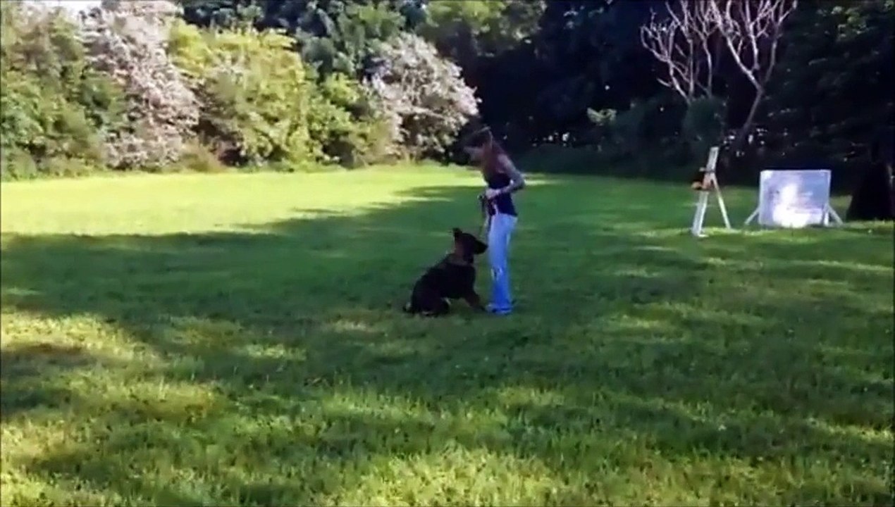 Obedience & Protection Session with Female German Shepherd "Faith" at 8 1/2 months