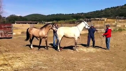 Joselito a cobrir uma égua - Coudelaria Inácio Ramos