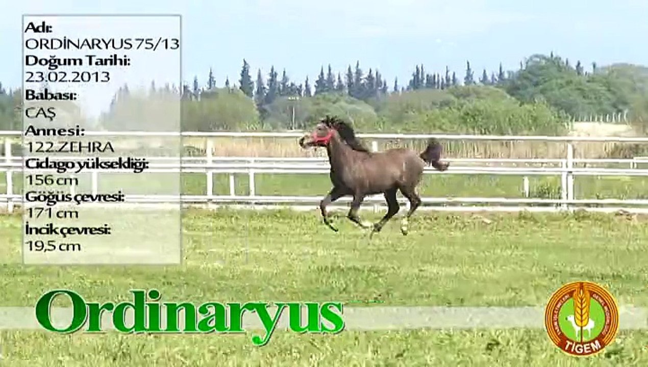 ORDİNARYUS