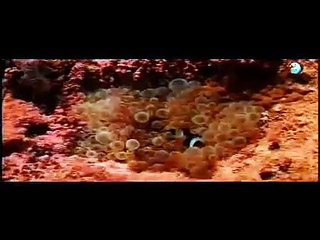 الحياة البحرية