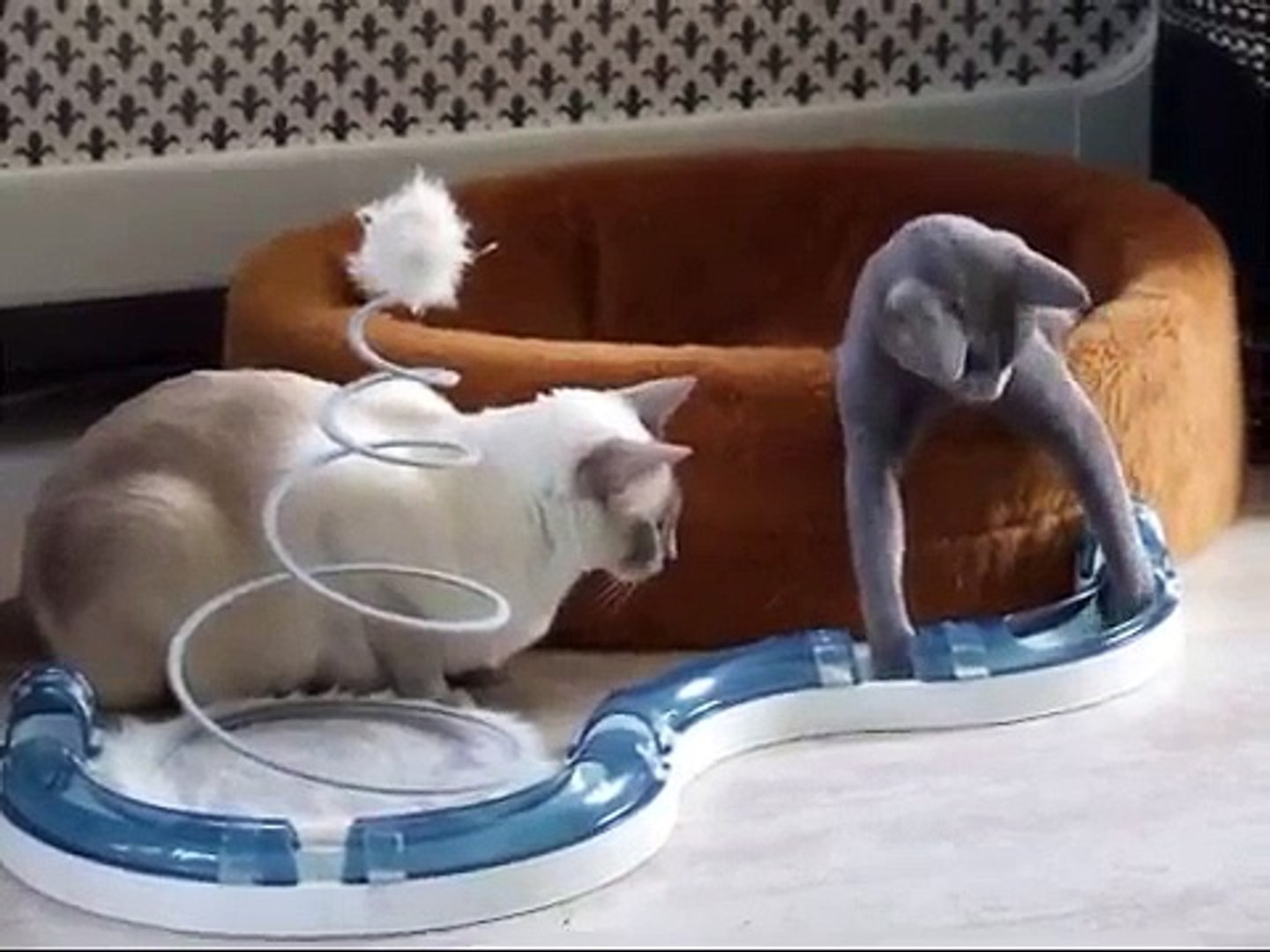 Thai Siamese Lulu & Russian Blue Jytte