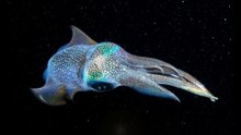 Squid Jet Propulsion