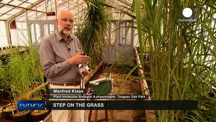 Erbe e colture per combattere l'effetto serra