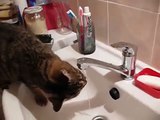 Cat drinking running water