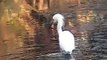 Snowy Egret fishing - Garceta