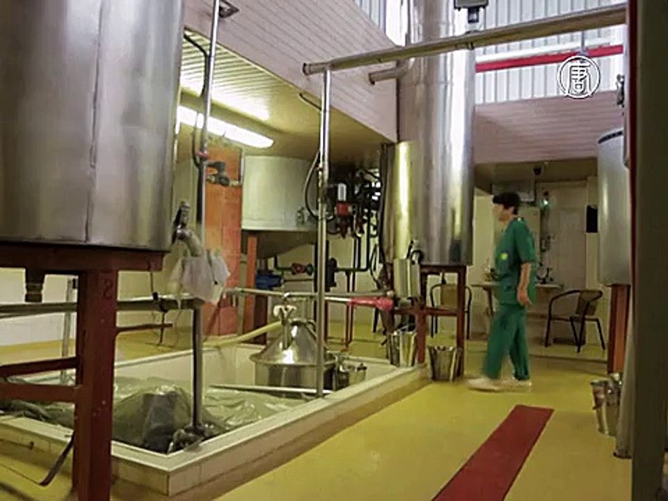 В Болгарии наступил сезон сбора лаванды