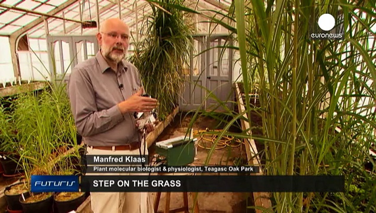 Supergrass: harvesting the energy potential of riverbank plants