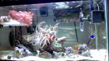 10 Gallon Reef/Frag Tank