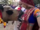Camel Sucks B@@bs | Funny Videos | Funny Video Clips | talkindiaTV