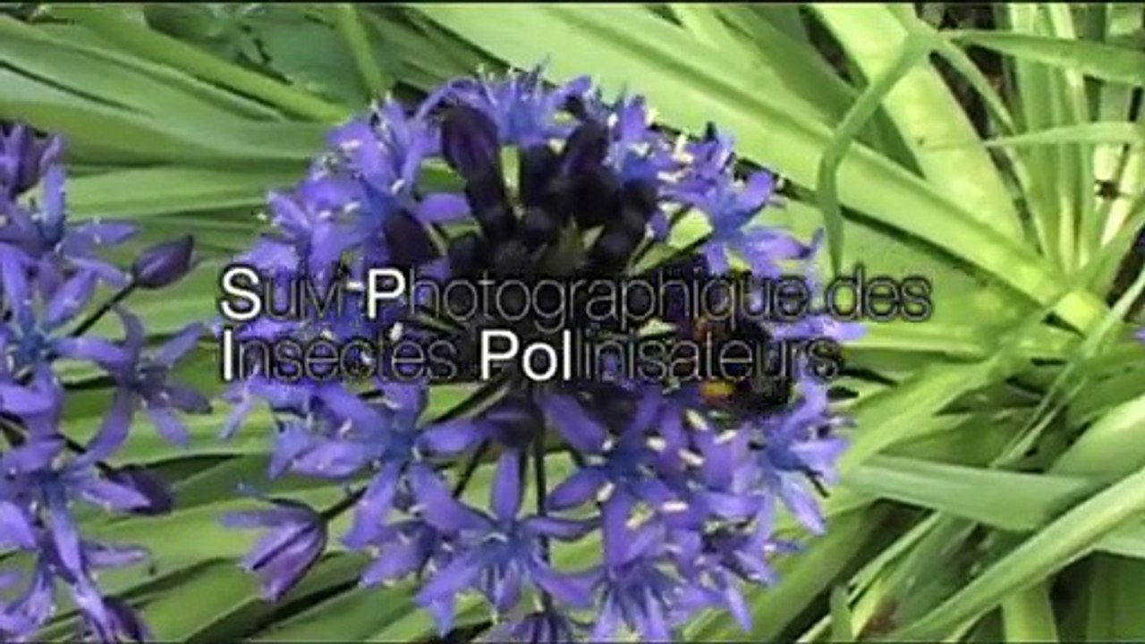 Pollinisateurs et science participative