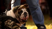 Au Salvador, des chiens déguisés pour en sauver d'autres