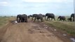 Elephants Running - African Safari