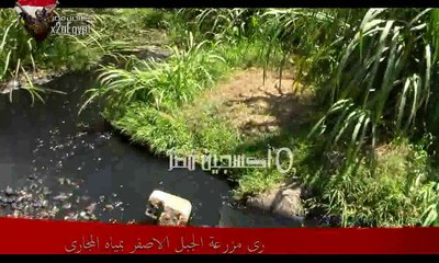 خطير رى المحاصيل الزراعية بمياة المجارى العفنة بمدينة السلام