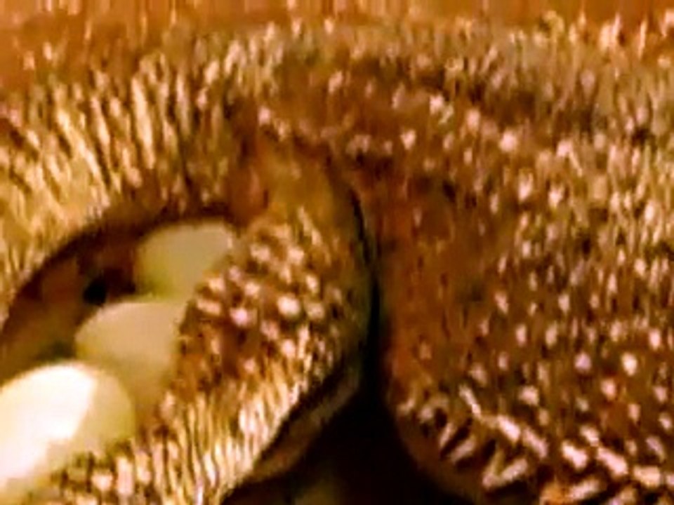 pogona