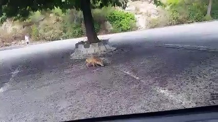 Un renard errant près d'un cimetière à Marseille