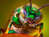 Insect Macro Photography Video