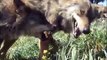 Lobos Ibéricos jugando