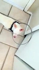 Un pare-chocs pour chien aveugle