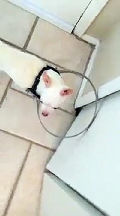 Un pare-chocs pour chien aveugle