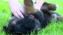 The Cutest German Shepherd Puppy Gets A Belly Rub - Puppy Love