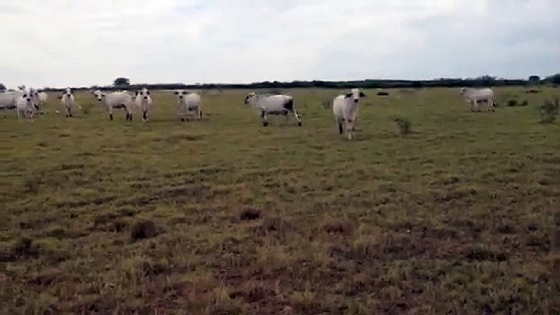 ⁣Brahman Heifers Heavy Bred to Horned Hereford Bull