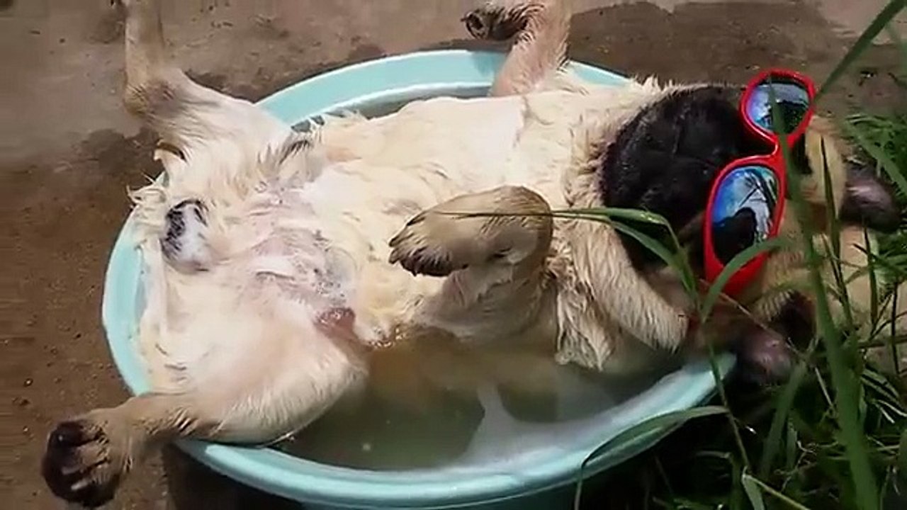 Cachorro folgado