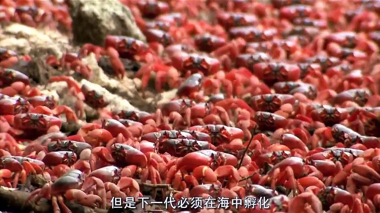 聖誕島紅蟹大遷徙 Great Migrations of the Christmas Island red crab.