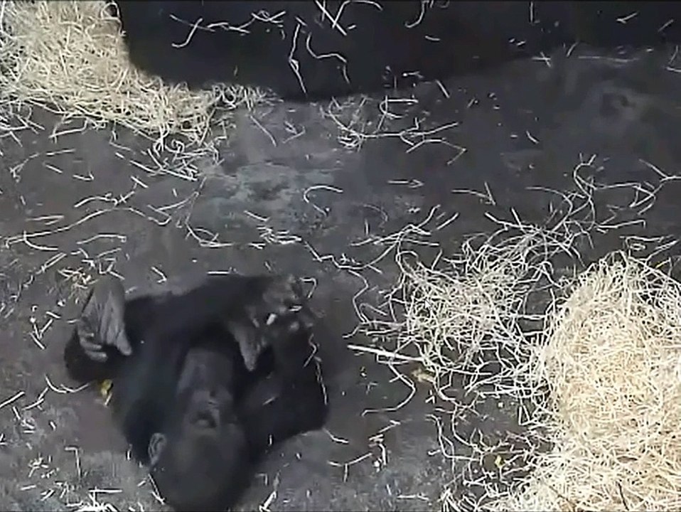 Nuru at the Prague Zoo