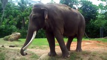 Friendly Asian Elephants at Zoo Miami