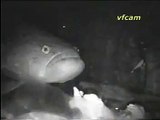 Marble Goby Feeding -Nightvision