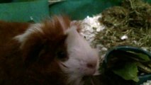 Tico The Guinea Pig Eating Lettuce In Slow Motion