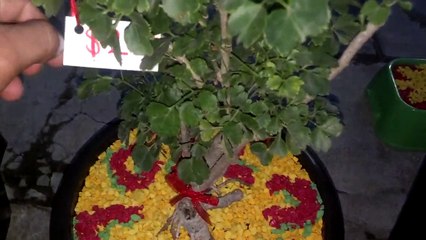 Decoraciones de plantas de ornato