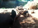 Chimpanzees @ the Honolulu Zoo
