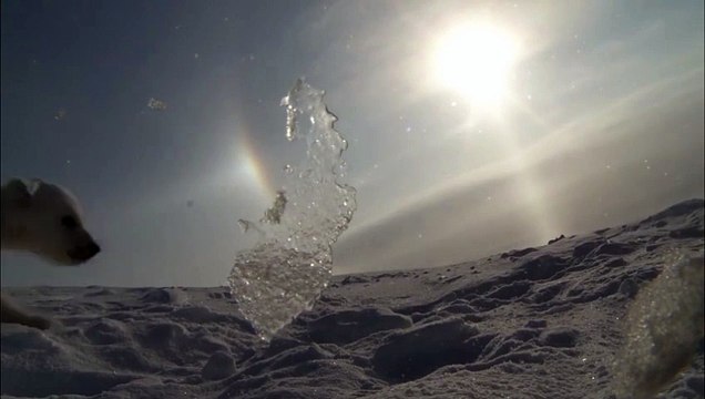 Les premiers pas d'un ourson polaire sur la banquise