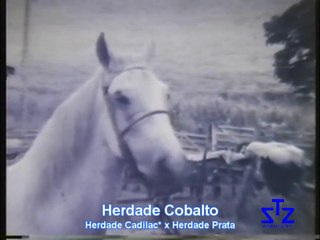 Visita a Fazenda da Herdade 1978 - Haras Porto Azul - Mangalarga Marchador