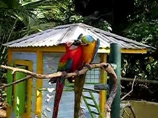 Débordements amoureux