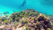 Spearfishing Bahamas Survival HD