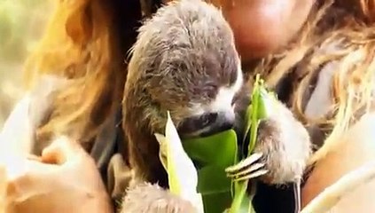 S.O.S. Preguiça (S.O.S. Sloth)