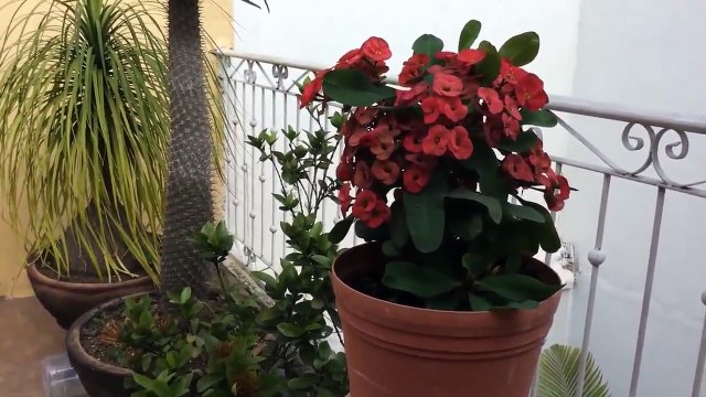 Plantas de sol _ Te muestro algunas de las plantas de sol qu tengo en casa