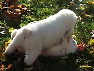 Fighting puppies