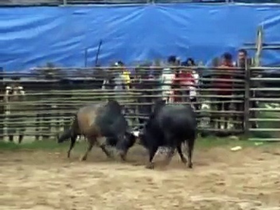 belaga lembu